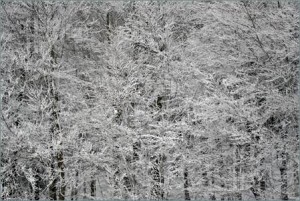 Winter-Trees-Snow-1785560